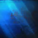 Razor Shark